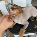 고양이미용연구소 이미지