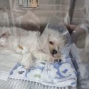 마린파크동물병원 네이버블로그