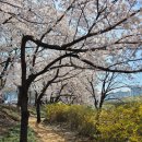 덕동교 건너(좌측) 공중화장실 (도로변) | 분당 탄천 벚꽃 만개 소식 (03월31일)