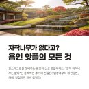 댕스다이닝 | 👀 &#34;자작나무가 없다고?&#34; 용인 자작나무숲의 모든 것 파헤치기 (입장료, 애견동반, 펜션, 맛집, 카페...