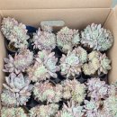 먼로농장 이미지