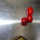 밥식이 이미지