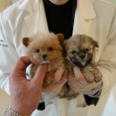 수원-1605 이미지