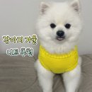 데일리도그 | 강아지 겨울옷 니트추천 2XL 사이즈 후기 | 도그아이 애견 순면 니트 (내돈내산/쿠팡)