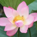 연당낚시터 | 무안 취련당(醉蓮堂)