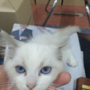 블럭비즈몬 이미지