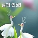 이서침등(二鼠侵虅)&아재개그 이미지