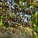 초우목장 이미지