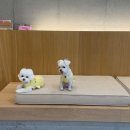 빌라반우 이미지