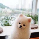 포포 데이케어 이미지