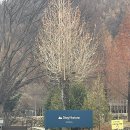 합강캠핑장(C존) | 양평 스테이네이처 깔끔하고 깨끗한 숲속 캠핑장 C존 후기