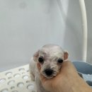 베베 애견유치원 네이버블로그