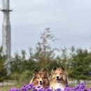 광사2천 이미지