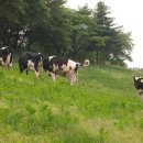 홍원목장 이미지