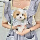 오독안심분양센터 강아지분양 고양이분양 광주점 이미지