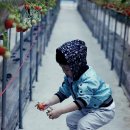 영일농장 이미지