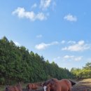 대연목장 이미지