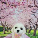 아보네 멍빌리지 이미지