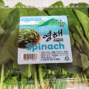 영해건강증진실 | 코스트코 영해 시금치(영해초) 후기, 효능·보관