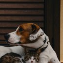 라파엘동물병원 이미지