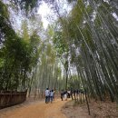 서예 | 전남 담양 가볼만한 곳 죽녹원 다녀옴!! 대나무축제 (5월5일까지) 알고 가세요