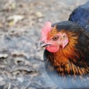 경보축산 이미지