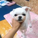 38점5도씨 이미지