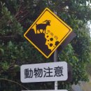 도기살롱 | 四字成語 총정리 <ㄴ> 18 낙석사고~낙시현상