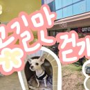 꽃길만 걷개 이미지