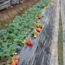 진형농장 이미지