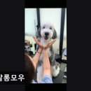 펫살롱모우 이미지