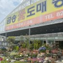 예쁜금송꽃