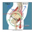 호계사거리_하 | 제51화. 체형에 따라 달라지는 런지 자세 [=런지만 바꿔도 체형 교정 가능함 ㅇㅋ?](호계동 헬스장