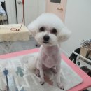 투숑펫살롱 이미지