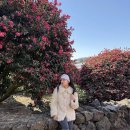 제주 서귀포시 | 제주 2월 실시간 동백꽃 명소 비교(동백포레스트, 동백수목원, 볼고롱동백)