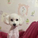 도기그룸 이미지