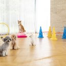 마이펫 강아지유치원 이미지