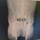 강아지 고관절이형성증 발병원인,수술방법,재활치료등 완벽정리, 부영동물병원에서 진료받고 왔어요