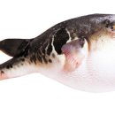 미소복어 이미지