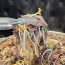 35 | 가좌동 맛집 이설면옥 남가좌점 방문기 서울옛날불고기 2+1 이벤트로 즐긴 행복한 한 끼