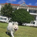 오롯이;독 | 통영 글램독 후기ㅣ반려견 동반 감성 숙소 리뷰 🐾