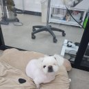 퐁실하개 이미지