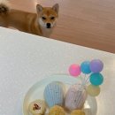 댕금님표 수제간식 이미지