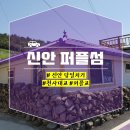 신바다횟집 | 신안 퍼플섬 당일치기 (feat. 천사대교, 퍼플교, 유채꽃 천국)