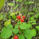 기쁨농장 이미지