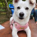 개구쟁이 애견 | [공지] [광주 개구쟁이] 애견카페&amp;애견운동장 후기