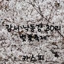 강서청소년쉼터 | 2026 강서 낙동강 30리 벚꽃축제 지금 달려가세요! 12km 벚꽃 터널+유채꽃 명소 완벽 가이드