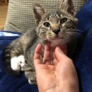 펫타워 | 🚀📦쿠팡제품추천) 3만원대 딩동펫 원목 캣타워 제품소개ㅣ실사용후기ㅣ안보면돈버림