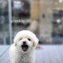 플레이독 파주본점 이미지