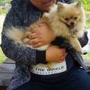 다독다독애견카페 | 분당 애견카페, 다독다독 포메큰잔치 모임후기